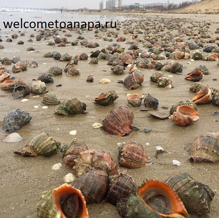 Анапа, Анапа у моря, Анапа на берегу моря, Анапа частный сектор 2017 цены цена на отдых без посредников у моря, гостиницы в Анапе с бассейном рядом с морем, гостиницы в Анапе цены 2017 недорого у моря,