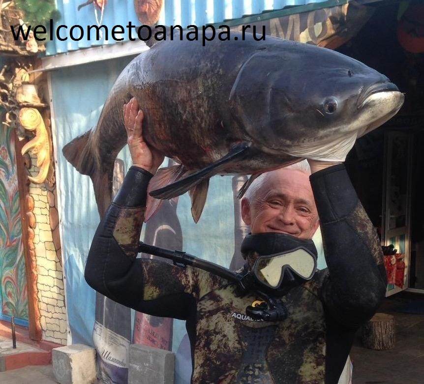 Анапа фото сегодня форум 2017, Анапа отдых 2017, подводная охота Краснодарский край 2017, Анапа ру, моя Анапа, Анапа форум,отдых в Анапе 2017 все включено, Анапа развлечения 2017, Анапа сегодня, Анапа фото сделанное сегодня, рыбалка в Анапе,