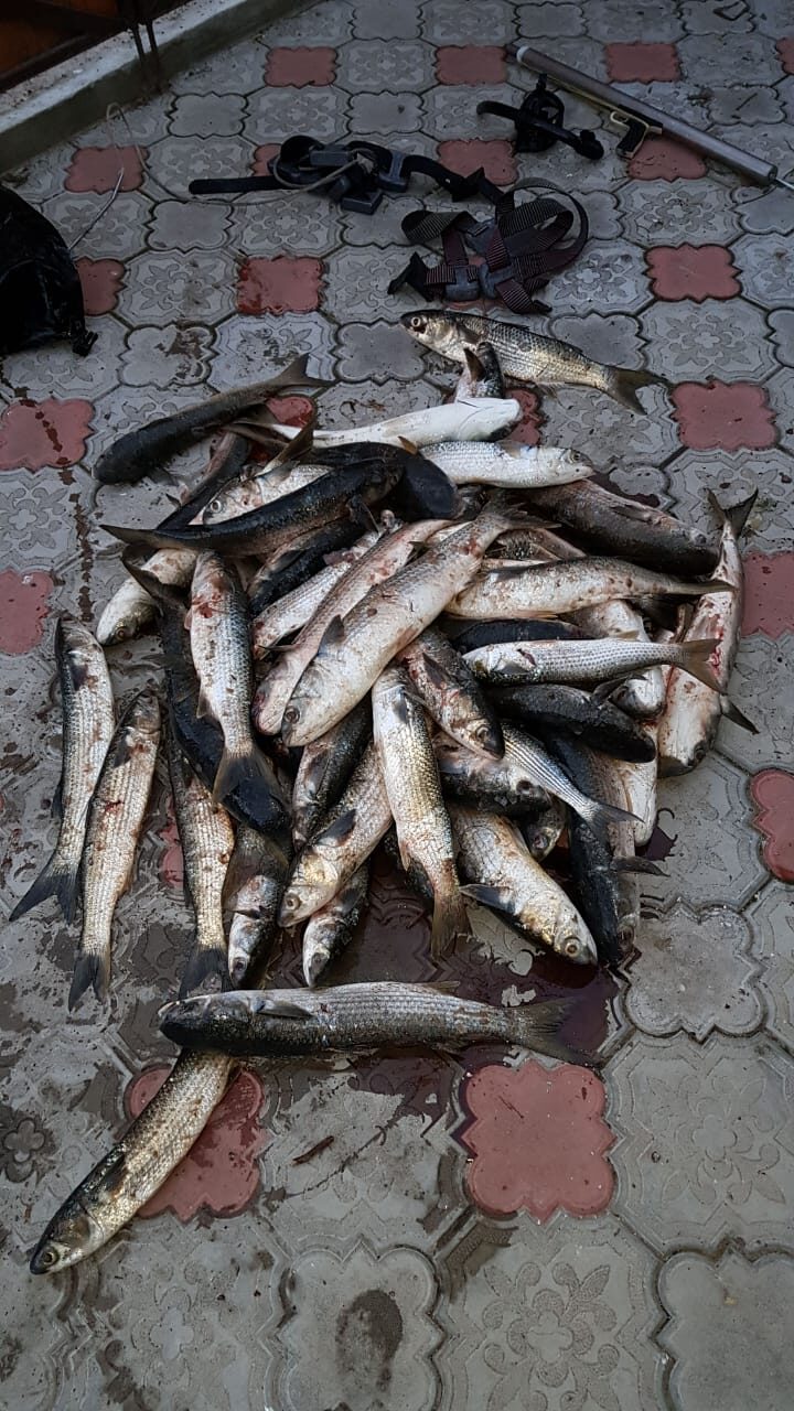 лобан, лобан цена,